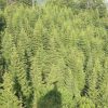 spruce-conifer-forest